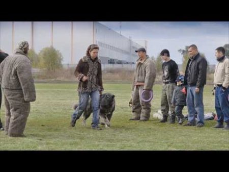 Чемпионат Украины ранга САСТ Охранная собака А все породы 05 10 2013