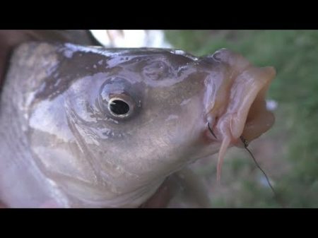 Рыбалка Ловля карпа на поплавок My fishing