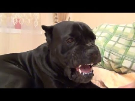 Собака Кане Корсо идет спать и ему не нравится что его разбудили canecorso