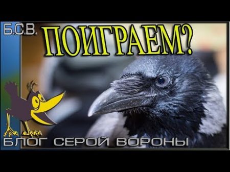 Серая ворона играет с человеком Ворона лежит на спине Игры с ручной вороной