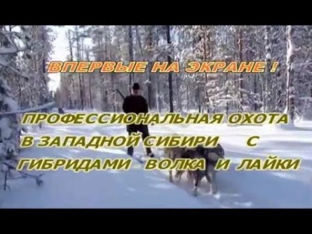 Профессиональная охота в Западной Сибири с гибридом волка и лайки Казис Буошка