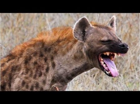 Королева Гиен Hyena Queen