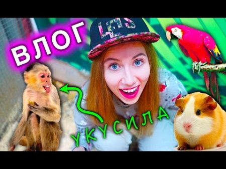 КОНТАКТНЫЙ ЗооПАРК ОБЕЗЬЯНА УКУСИЛА И МОРСКИЕ СВИНКИ ВЛОГ Elli Di Pets