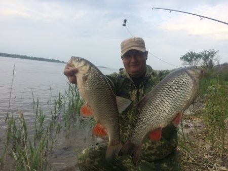 8 Голавль Рыбалка с Берега на Реке Волге Обловил Всех Как Клюет Рыба на Фидер Донку