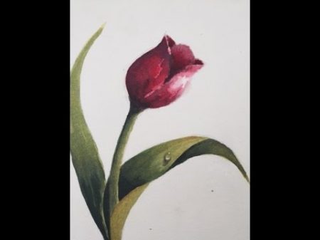 Акварель Тональность Рисуем вместе тюльпан Tulip in watercolour