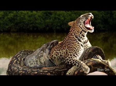 ЯГУАР против АНАКОНДЫ Jaguar vs Anaconda
