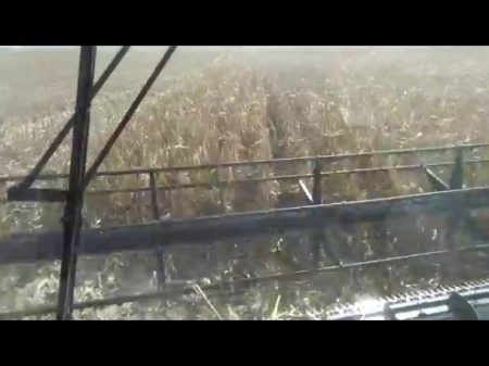 Уборка кукурузы зерновой жаткой
