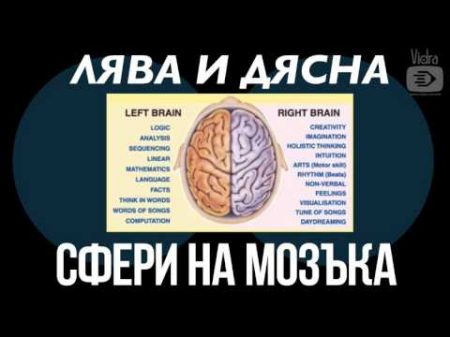 Мозък Ляв и Десен Мозък Ориентация Хоризонтална интеграция