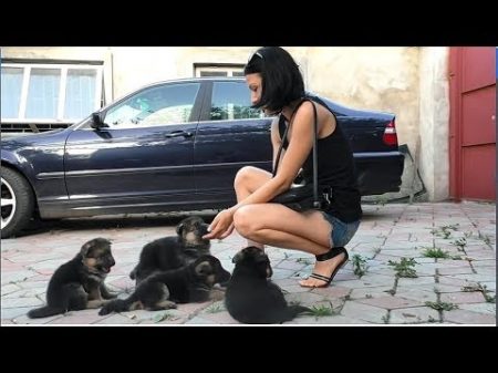 ДЕВУШКА выбирает ЩЕНКА Girl chooses a puppy La muchacha elige un cachorro