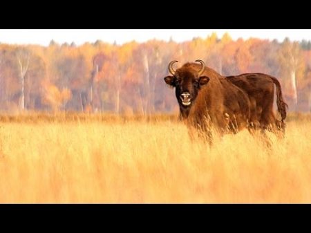 European Bisons in autumn Bison bonasus