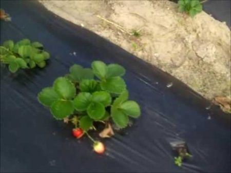 Продаю садженці розсаду клубники Альбіон Сан Андреас та Клєрі