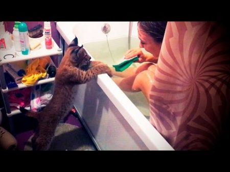 Уговариваю рысь Ханну принять ванну I persuade lynx Hannah to take a bath