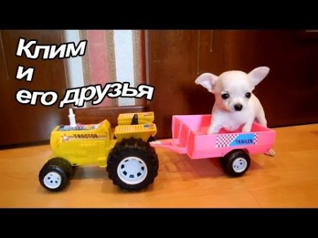 Климкин день с собаками Собака помещается в игрушки