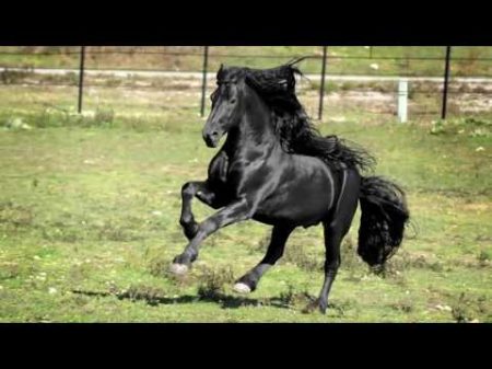 Самый красивый конь в мире по кличке Фредерик Великий
