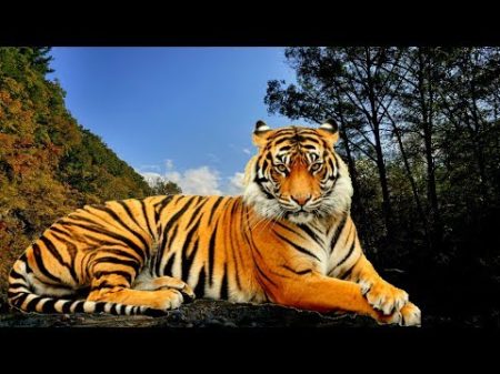 ВНИМАНИЕ!!! Обнаглели Тигры в Уссурийской тайге!