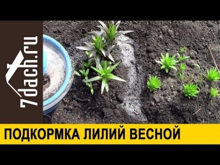 Подкормка лилий для пышного цветения 7 дач