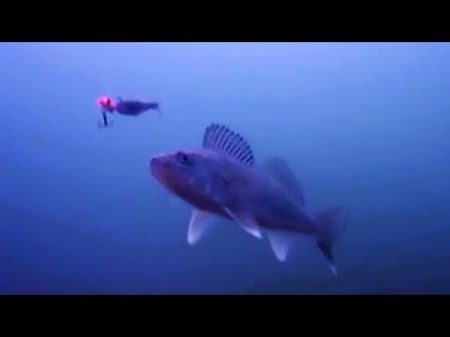 Как ловить судака СЪЕМКИ ПОДВОДНОЙ КАМЕРОЙ Рыбалка на судака 2018