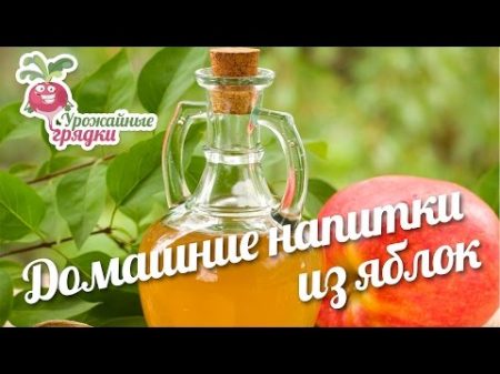 Домашние напитки из яблок Как сделать кальвадос urozhainye gryadki