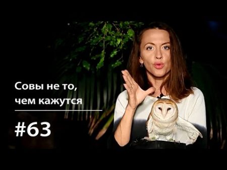 Совы не то чем кажутся Всё как у зверей 63