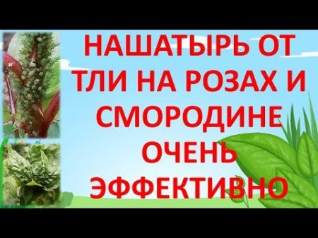 НАШАТЫРНЫЙ СПИРТ ОТ ТЛИ НА РОЗАХ И СМОРОДИНЕ