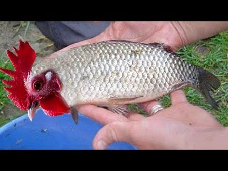 Top 10 Amazing Viral Videos 2017 Fishing Boats Salmon Traditional Net Fishing Tuna Herring Mackerel