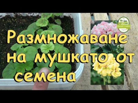 Размножаване на мушкато от семена Пеларгония част 1 13 03 2017 Г