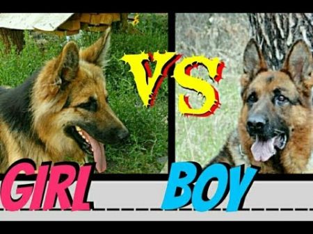 КОБЕЛЬ или СУКА кого выбрать Порода Немецкая овчарка КОБЕЛЬ или СУКА кого выбрать Порода Немецкая овчарка