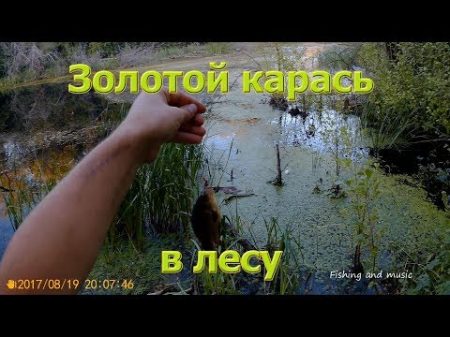 Забытое лесное озеро Разведка