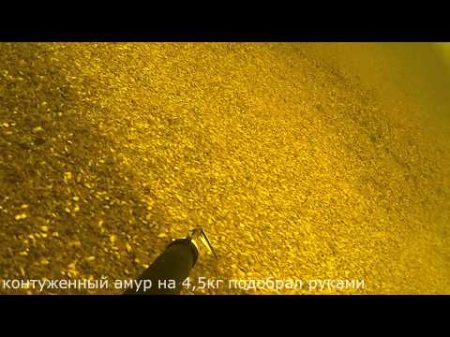 Подводная охота Волга толстолобик на 15кг глубина 17 метров