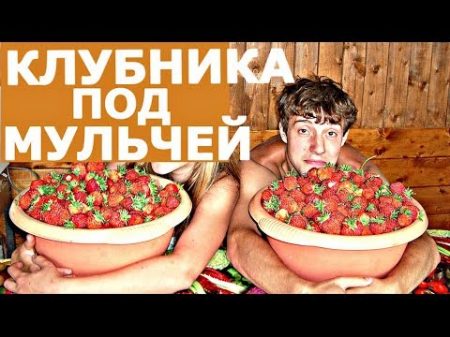 ВЫРАЩИВАНИЕ КЛУБНИКИ! Новое хорошо забытое старое!