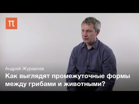 Появление первых животных Андреи Журавлев