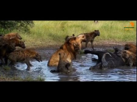 Wild Fauna Битва за территорию Cat Wars Lion vs Cheetah Документальный фильм