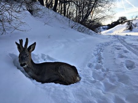 Косуля ВПЕЧАТЛИТЕЛЬНЫМ НЕ СМОТРЕТЬ!!! Hello село!