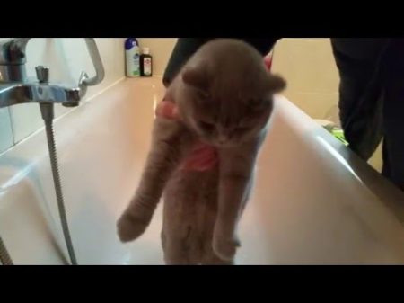 Как мыть кота Британский кот моется