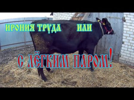 Моем корову Как справиться с загрязнениями на шерсти у коровы