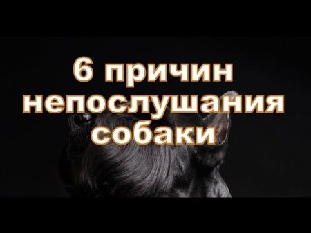 6 причин непослушание Вашей собаки