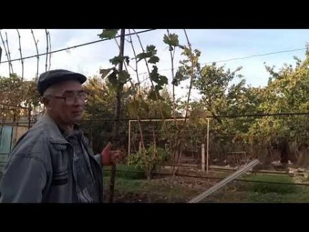 Выращивание и обрезка лоз для удлинения многолетних веток плеч и рукавов на кустах винограда