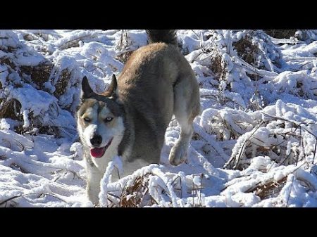 Охота на зайца с лайкой хаски Мороз и солнце день чудесный! Тропление зайца