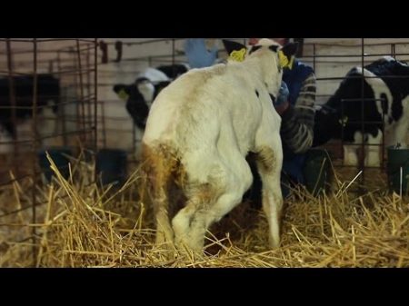 Повреждение бедренного нерва у телёнка Femoral Nerve Injury in a Calf