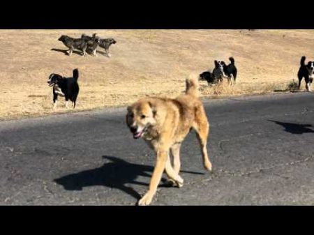 A fight between Tajik shepherd dogs