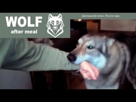 HOME WOLF after meal Домашний волк после еды