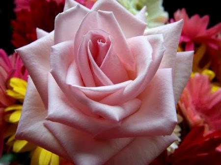 Красивая японская песня и розы Beautiful Japanese song and roses
