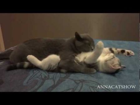cat love кошачья любовь