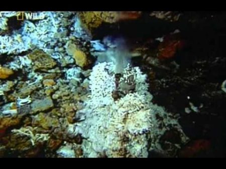 Тайны морских глубин Неизвестный мир