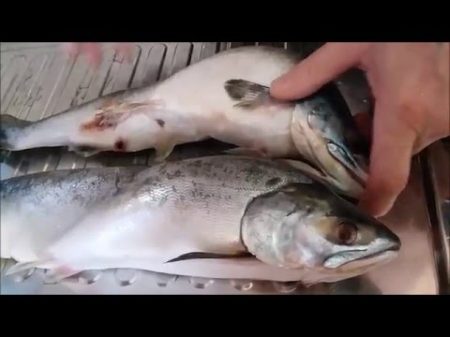 Разделка горбуши быстро без грязи Cutting salmon quickly without dirt