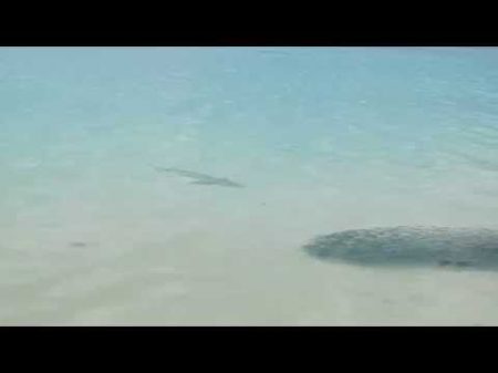 Акула охотится у берегов Мальдив