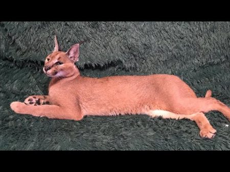 Каракал Алиса Первая встреча Caracal Alice First meeting