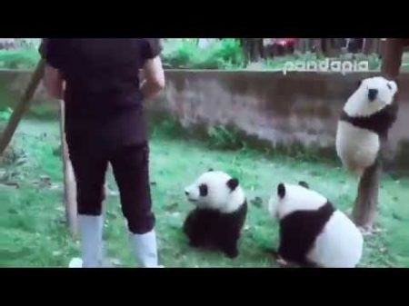 Панды мешают уборщице Panda helps clean up