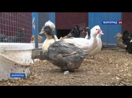 Птицеферма на шести сотках