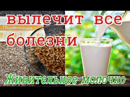 ИСЦЕЛЯЮЩЕЕ МОЛОЧКО ИЗ ПРОРОСТКОВ ПШЕНИЦЫ